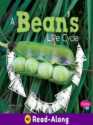 cover image of A Bean's Life Cycle